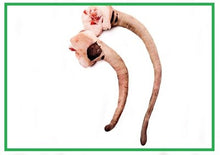 Rabos de cerdo Ibérico