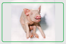 Cochinillo Ibérico de 3 a 4Kg
