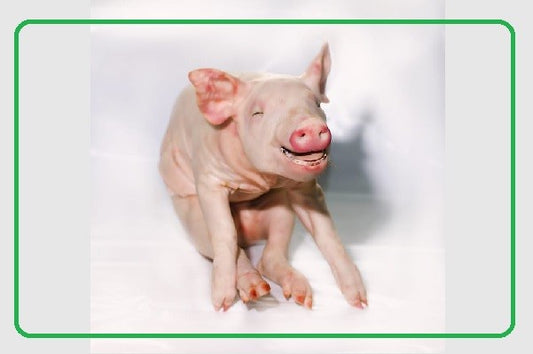 Cochinillo Ibérico de 3 a 4Kg